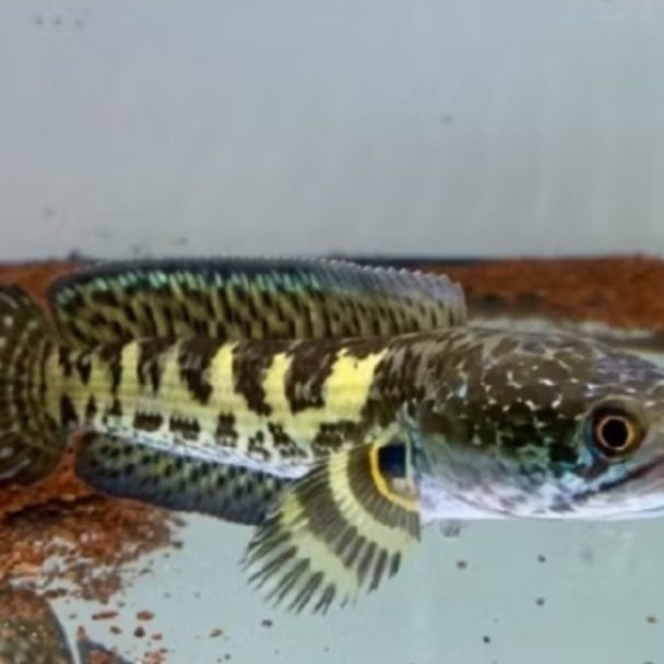 CHANA AURANTI -+10CM