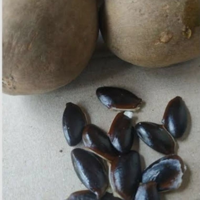 BIJI SAWO/KECIK SAWO HARGA PER 20 biji
