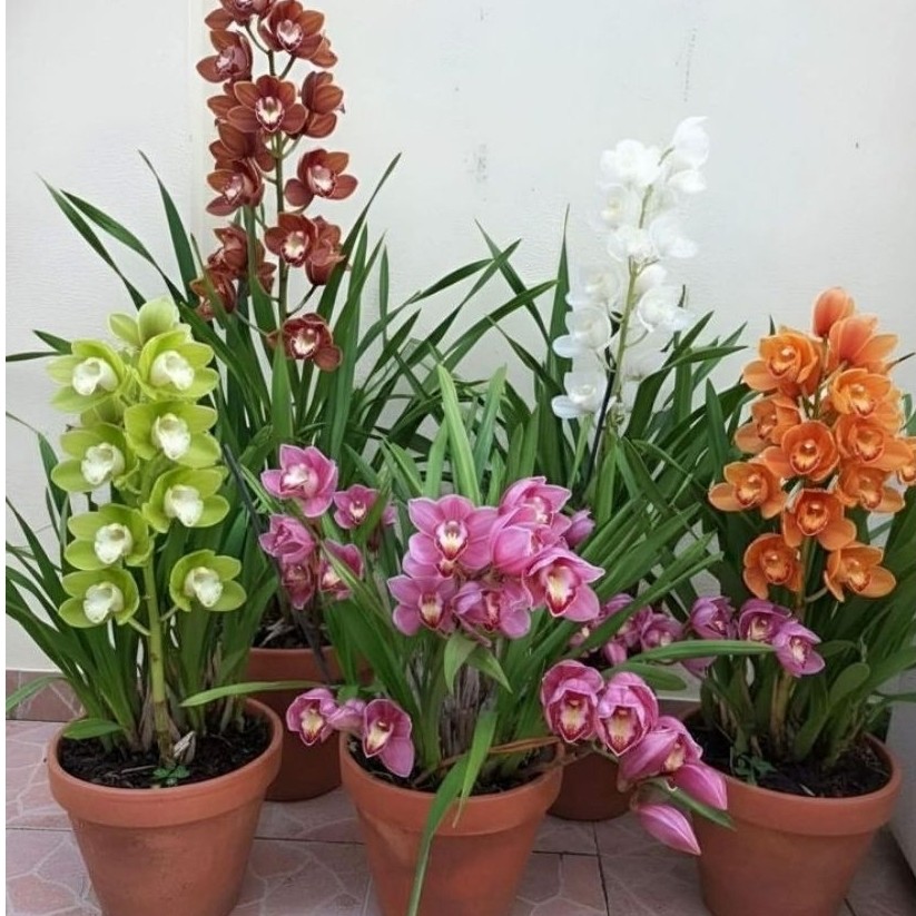 Tanaman Hias Anggrek Tanah Cymbidium- Tanaman bunga hidup Dengan bunga Elegan