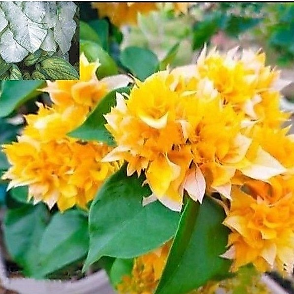 TANAMAN HIAS BUGENVIL SUPER YELLOW MERCY//BUNGA KERTAS BUGENVIL/BUGENVIL BUNGA KERTAS/BUGENVIL IMPOR