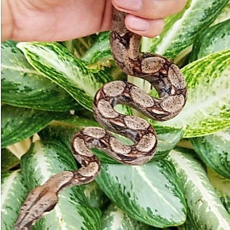 Lukisan Boa Constrictor Imperator