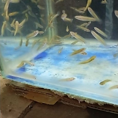 baby limbata 2 3 cm berkualitas calon kontes indukan rim bagus induk superan