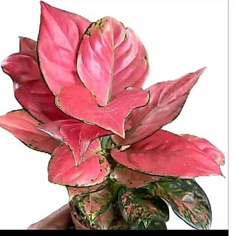 aglonema pink katrina
