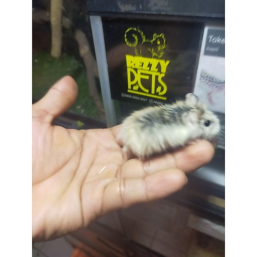hamster roborovski