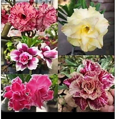 Bunga Adenium tumpuk, batang entres untuk sambung dan stek