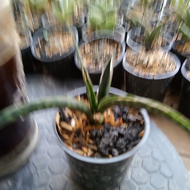 Sansevieria fernwood