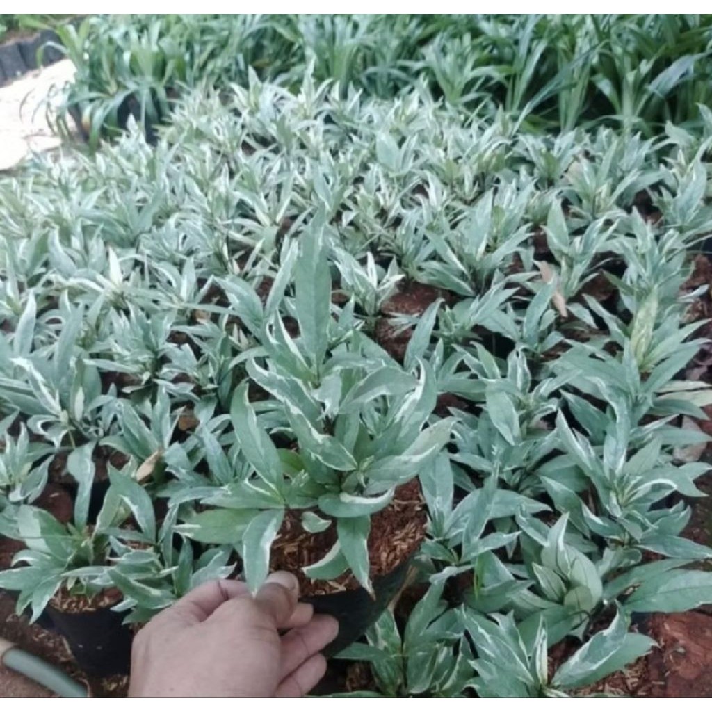 Pohon Gandarusa/ Tanaman Gandarusa/ Pohon Erva Putih/ Tanaman Hias Gandarusa