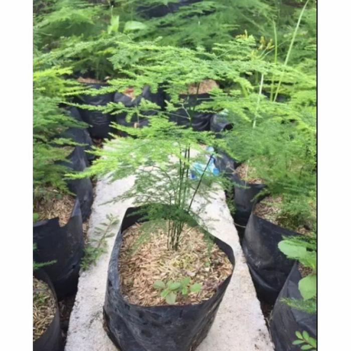 Bibit Tanaman Asparagus