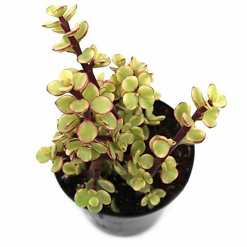 PORTULACARIA afra