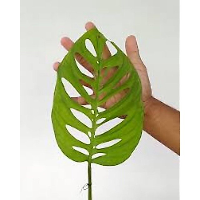 monstera esqueleto dua daun ekonomis