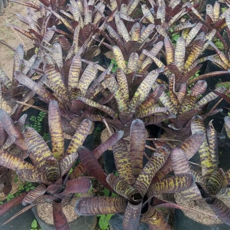 Bibit Tanaman Hias Bromelia Neoregelia Tiger     Berkualitas