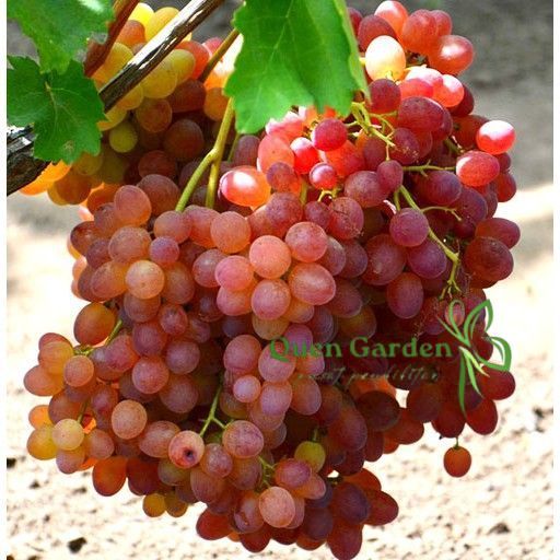 BIBIT ANGGUR IMPORT VELEZ GENJAH
