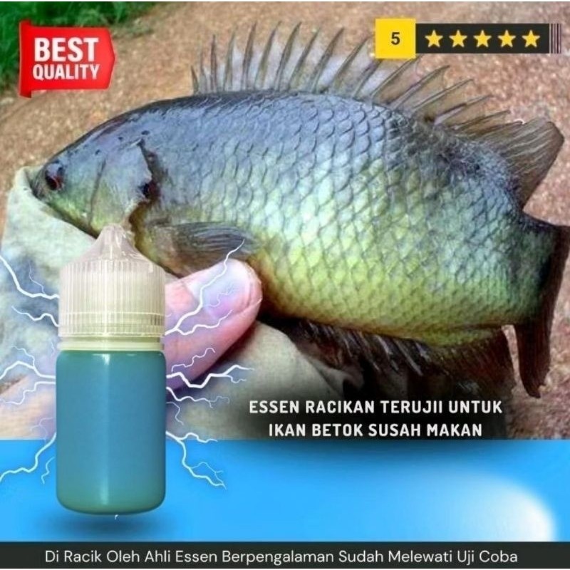 Essen Ikan Betok Paling Ampuh, Umpan Ikan Betok, Mancing Ikan Betok -165