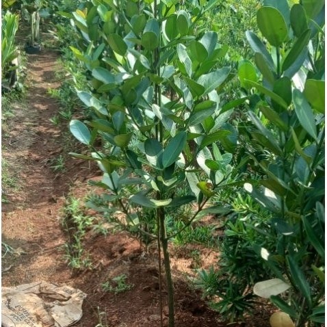 tanaman garcinia siap tanam 1 meter