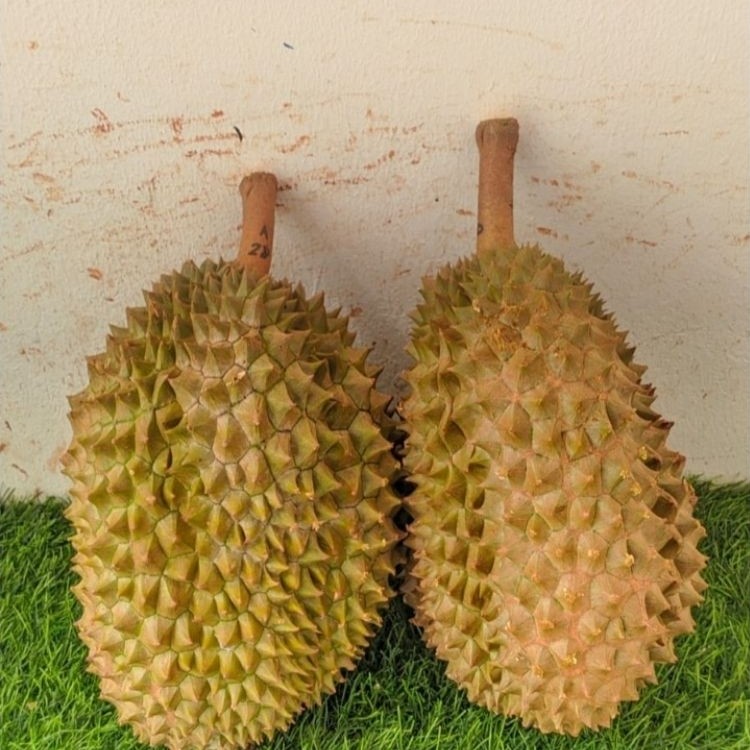 Durian bawor utuh fresh