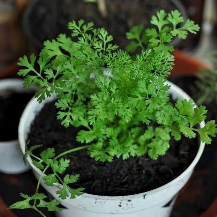 Bibit Tanaman Ketumbar / Daun Ketumbar / Cilantro