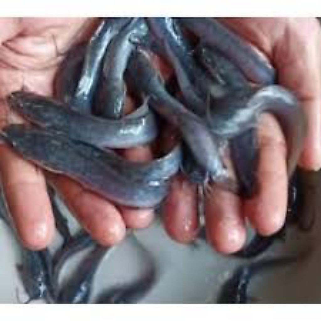benih lele mutiara 40 pcs