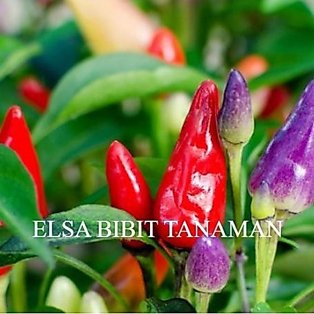 BIBIT CABE PELANGI [BUAT HIASAN] CABE HIAS cocok ditaruh pot