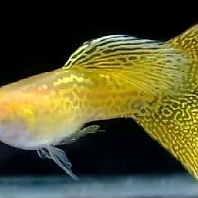 guppy yellow lace / hiasan aquarium