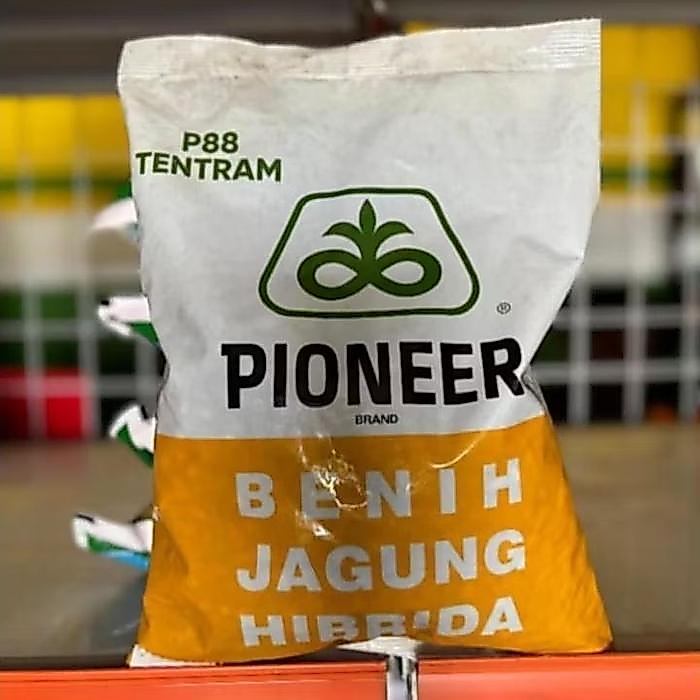 lumercok99 BENIH JAGUNG HIBRIDA PIONEER P88 TENTRAM KEMASAN 1KG ORIGINAL