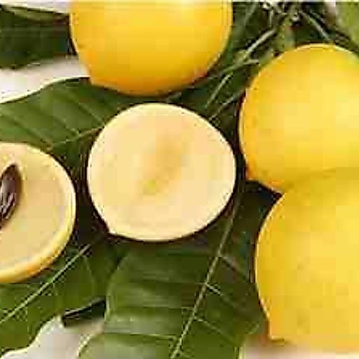 Bibit abiu jumbo / sawo australia Siap Tanam