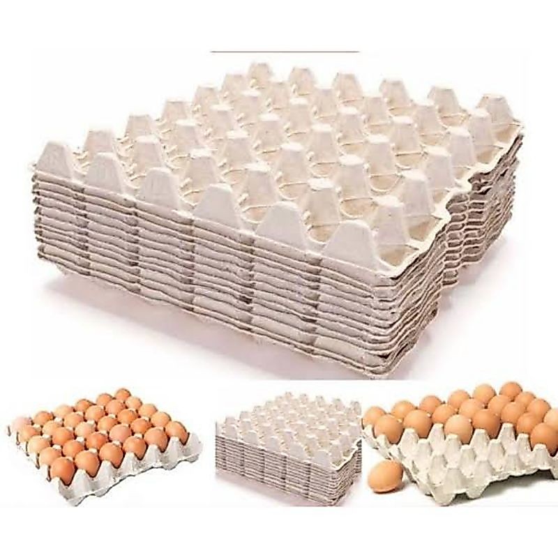 EGG TRAY KARTON | TEMPAT TELUR AYAM KAMPUNG