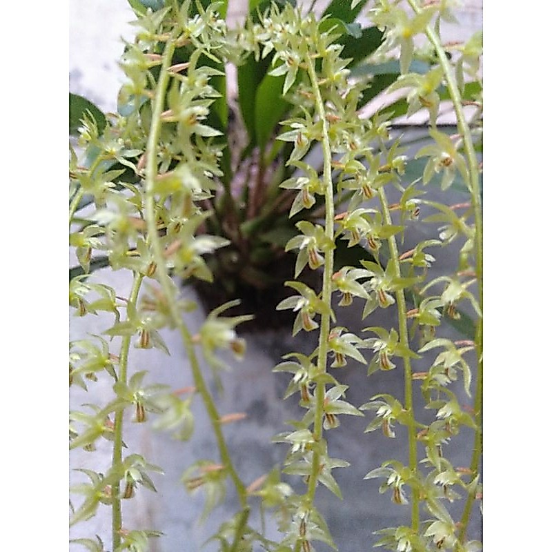 anggrek bulbo mini