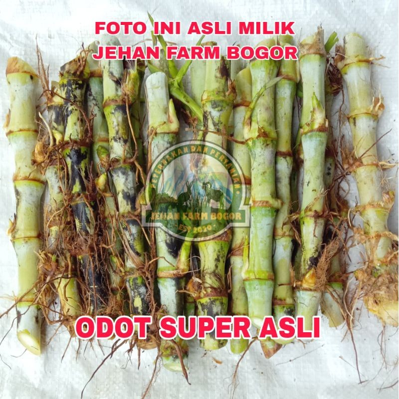 BIBIT RUMPUT ODOT SUPER 1 KG BIBIT ODOT SUPER PAKAN TERNAK