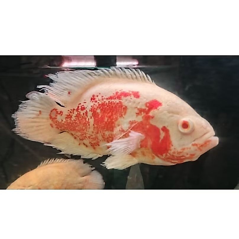 OSCAR NEMO JUMBO