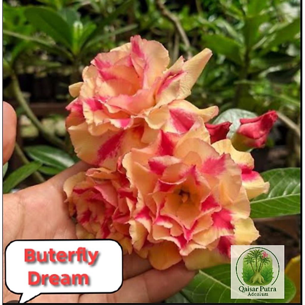 Adenium grafting bunga tumpuk