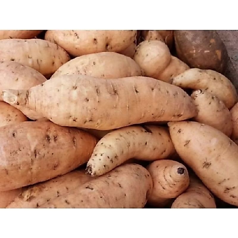 UBI Cilembu | Cilembu mentah | ubi Cilembu mentah 1 kg