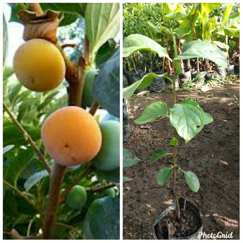 Bibit kesemek
