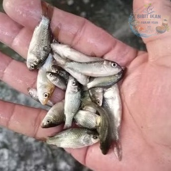 bibit ikan mas ukuran satu jari per 100 ekor / bibit ikan di bandung