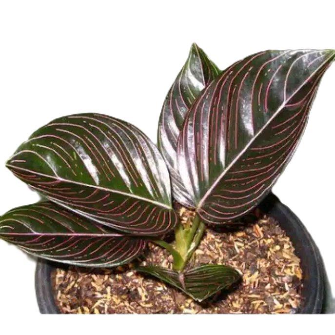 aglonema rotundum aceh dewasa - tanamanhias aglonema rotundum aceh hitam - tanaman aglonema - aglone