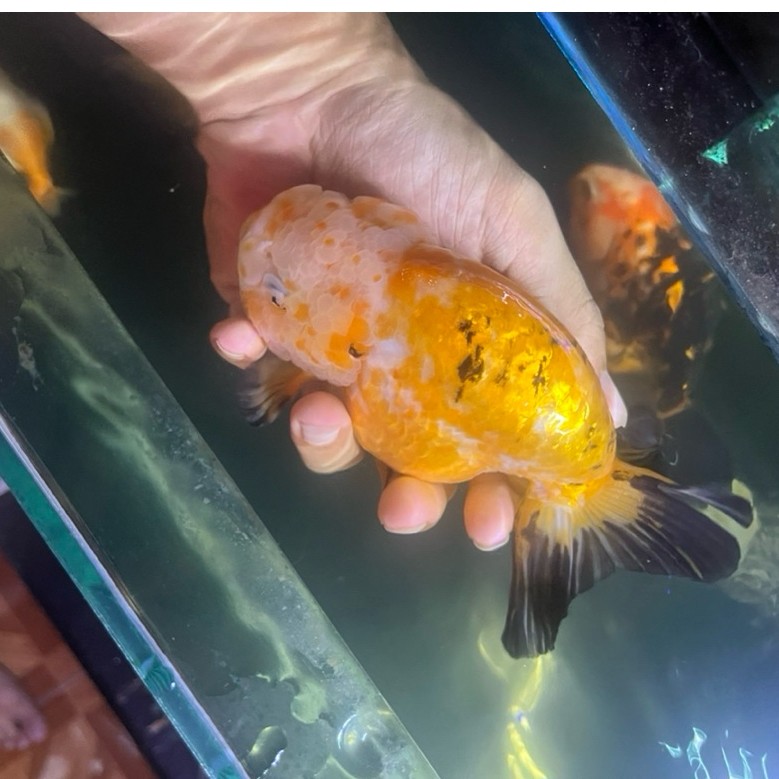 Ikan Koki Ranchu Calico Size Jumbo Female size 16-17cm