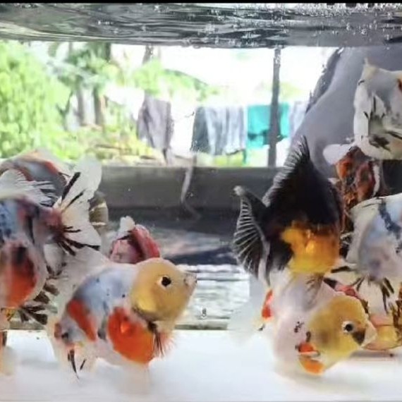 GOLDFISH IKAN KOKI DEWASA MURAH