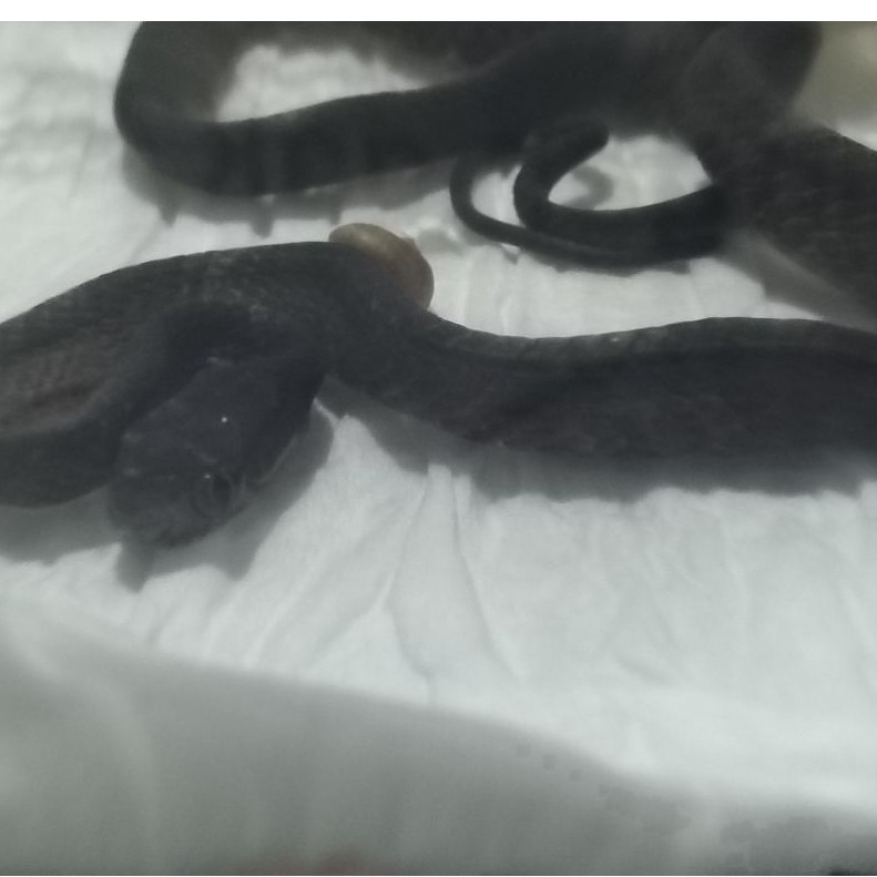ular siput (jgn co sembarangan)