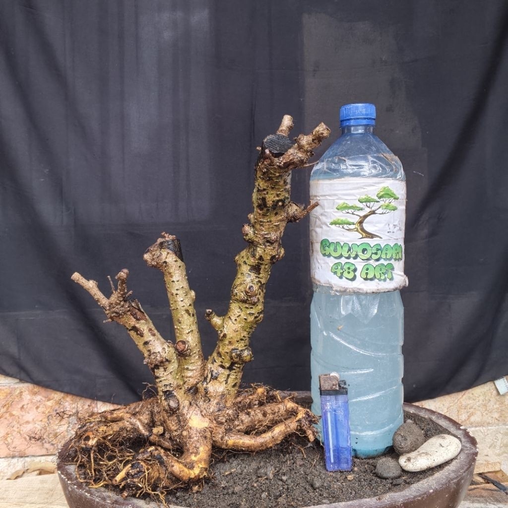 Bahan Bonsai Hokianti Import Bunga Programan Formal Batang Gruping Small Size Real Pict     Berkuali