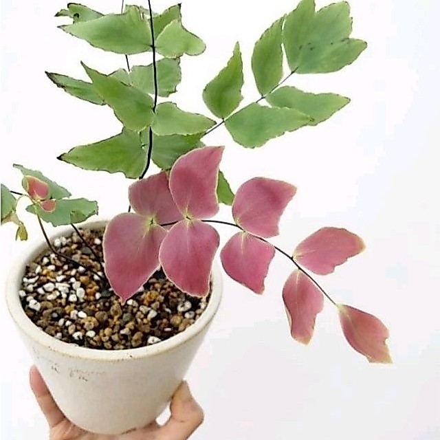 Promoo Tanaman Hias Suplir Kupu-kupu Tanaman Hias Suplir Kupu-kupu Pink Tanaman Hias Suplir
