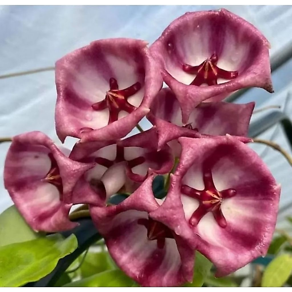 Hoya archboldiana (Hoya sp Papua)