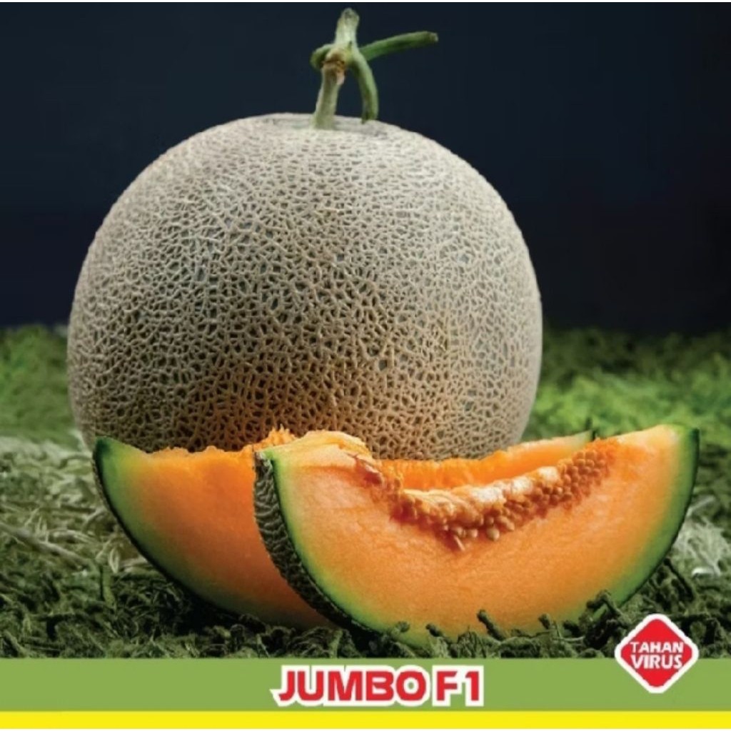 promo!! 30+ benih melon madu F1