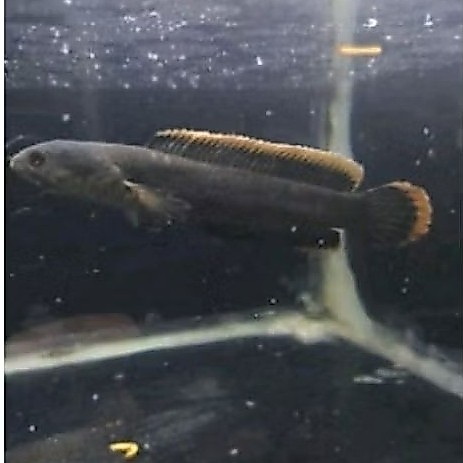 limbata singel tank 12 cm up sudah flering mental bar bar  berkualitas