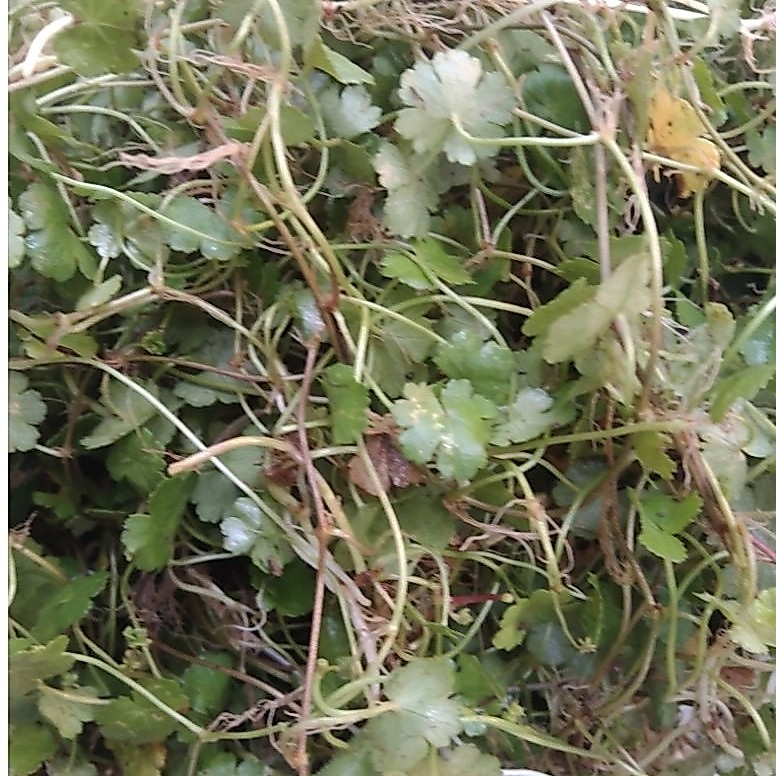 semanggi gunung segar antanan daun kecil 500grm