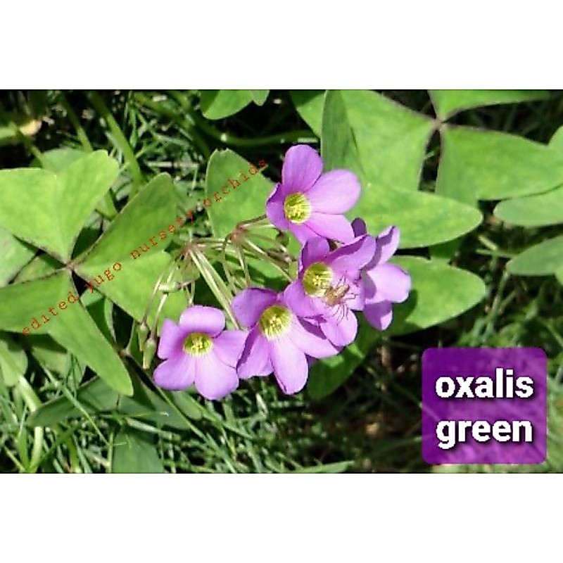 bunga oxalis green tanaman hias kupu kupu hijau