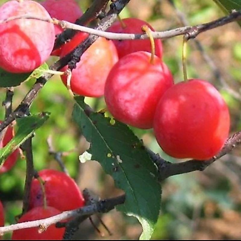 Promo Bibit Buah Plum Merah / Red Plum, Okulasi, Cepat Berbuah