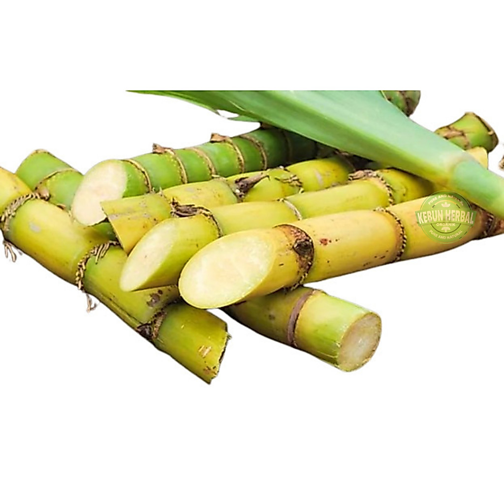 Jual Batang Tebu Kuning Manis Per 1 Kg