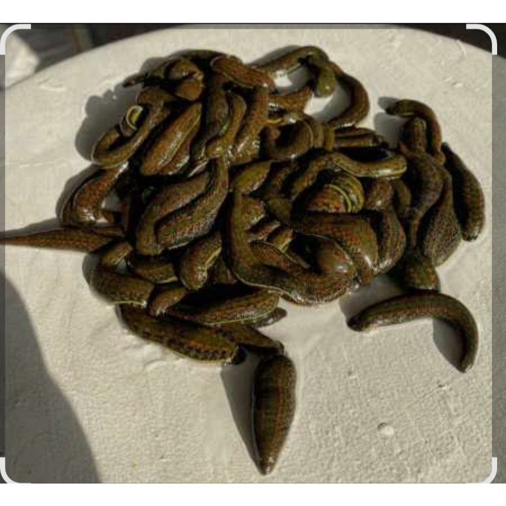 Best Produk  LINTAH HITAM MINYAK  ALAMI