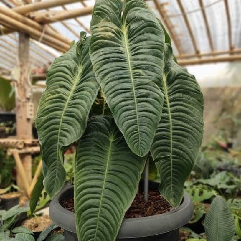 Anthurium King Veitchii Ori