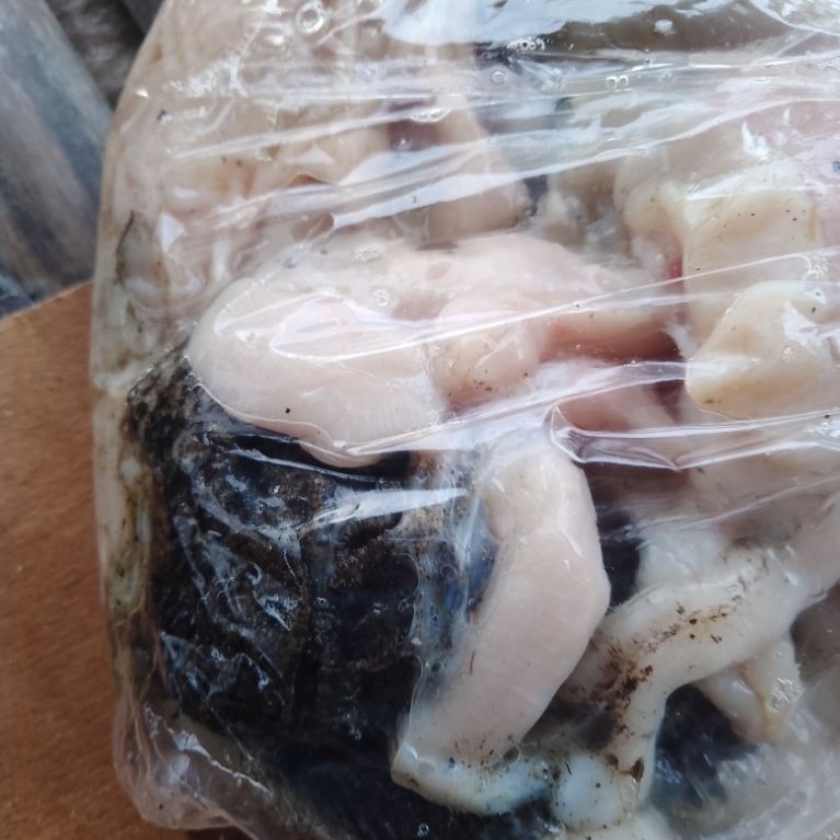 jeroan kambing isi babat usus