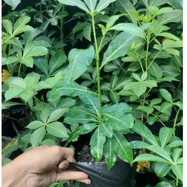 Bibit Baobab Madagascar (Adansonia madagascariensis) grafting